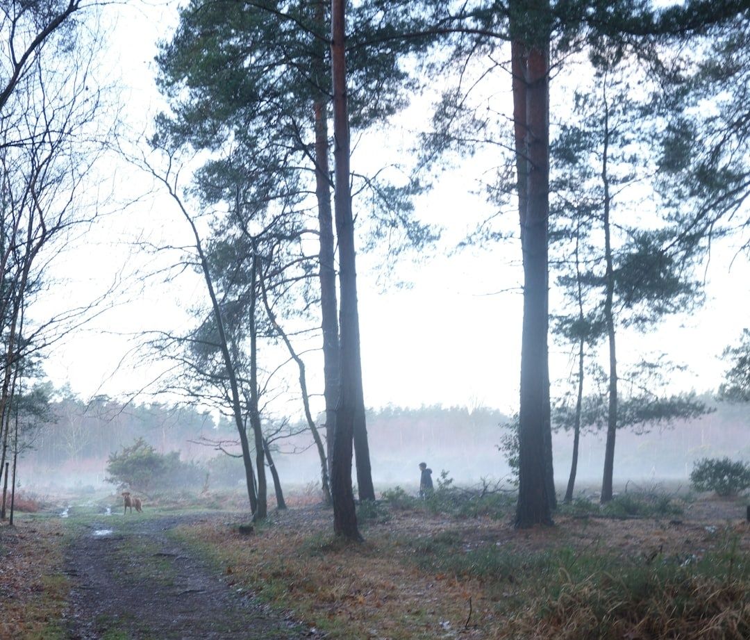 Mistig bos met wandelpad, wandelaar en hond tussen hoge dennen